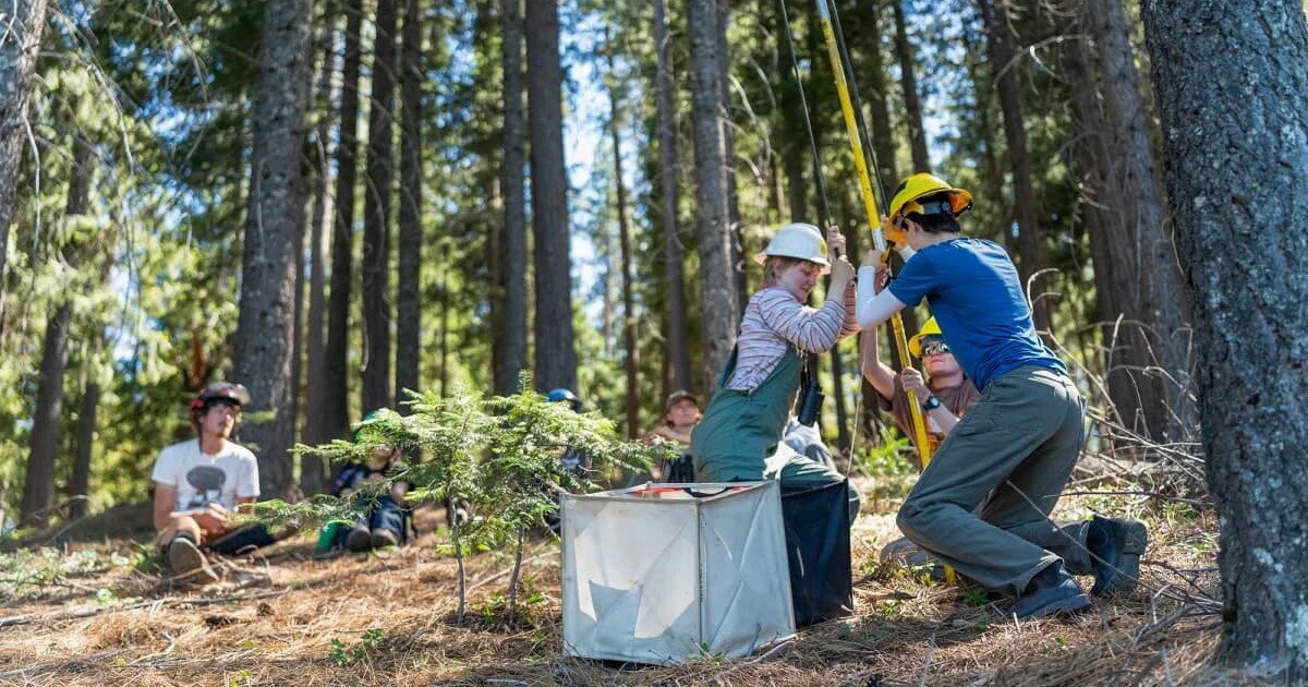 Read more about the article California can’t replant its forests fast enough to keep up with wildfires
