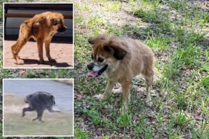 Read more about the article Dog with same short spine syndrome as mutant raccoon Jimothy steals hearts across social media