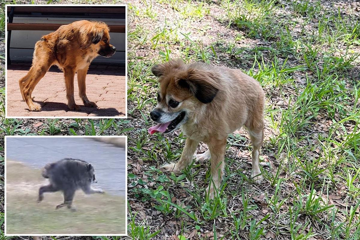 Read more about the article Dog with same short spine syndrome as mutant raccoon Jimothy steals hearts across social media