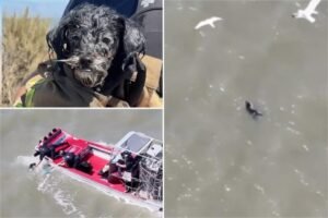Read more about the article Lost pup found adrift in SF Bay survives seagull attacks before ‘action movie’ rescue