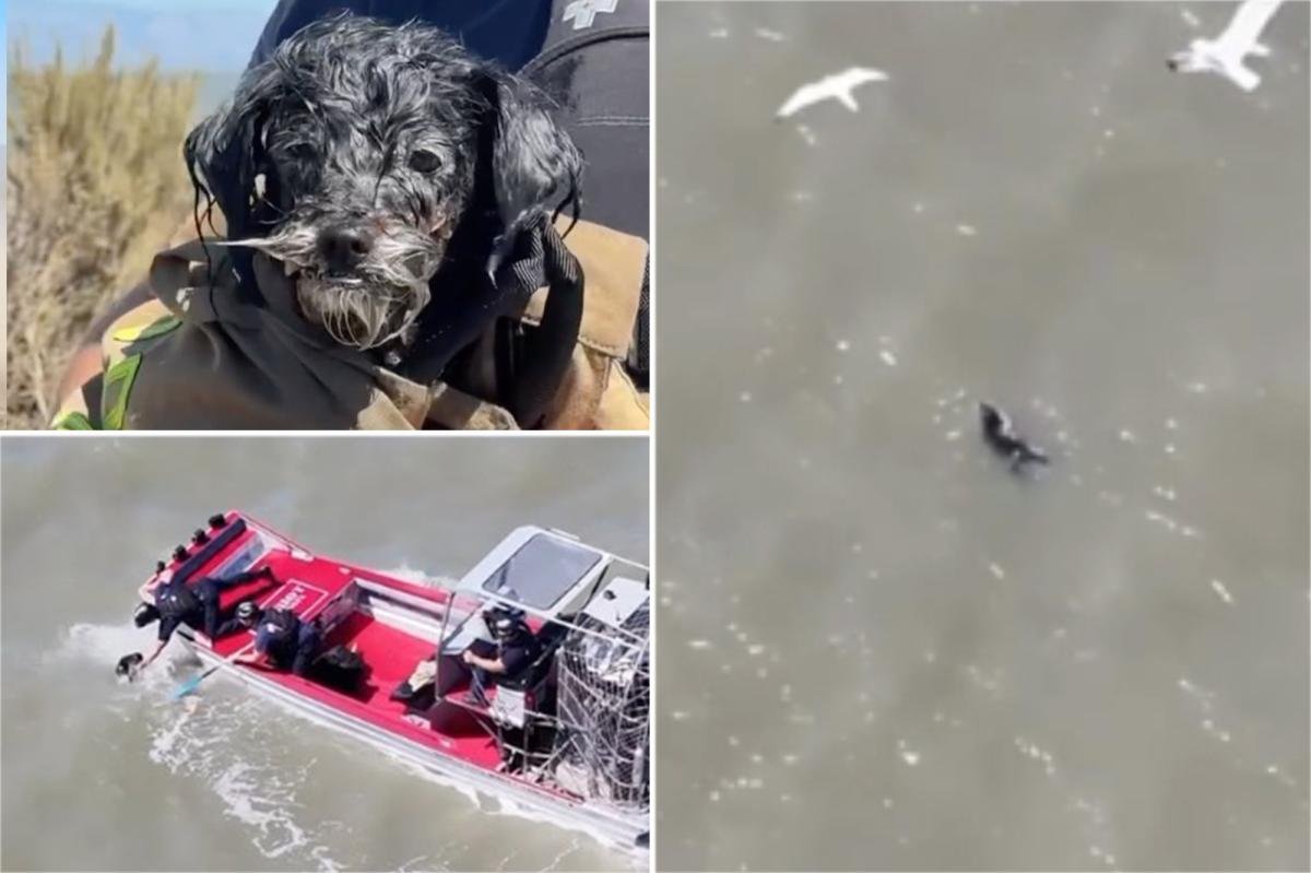 Read more about the article Lost pup found adrift in SF Bay survives seagull attacks before ‘action movie’ rescue