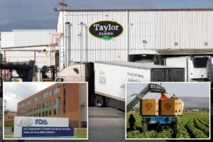 Read more about the article FDA says it still thinks ‘diarrhea parasite’ came from Taylor Farms â and insists it didn’t apologize