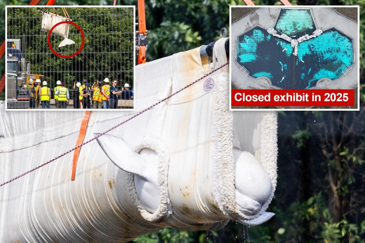 You are currently viewing Beluga whales lifted out of defunct theme park to begin journey to new homes in US 