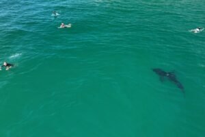 Read more about the article 10-foot great white shark stalks children in SoCal