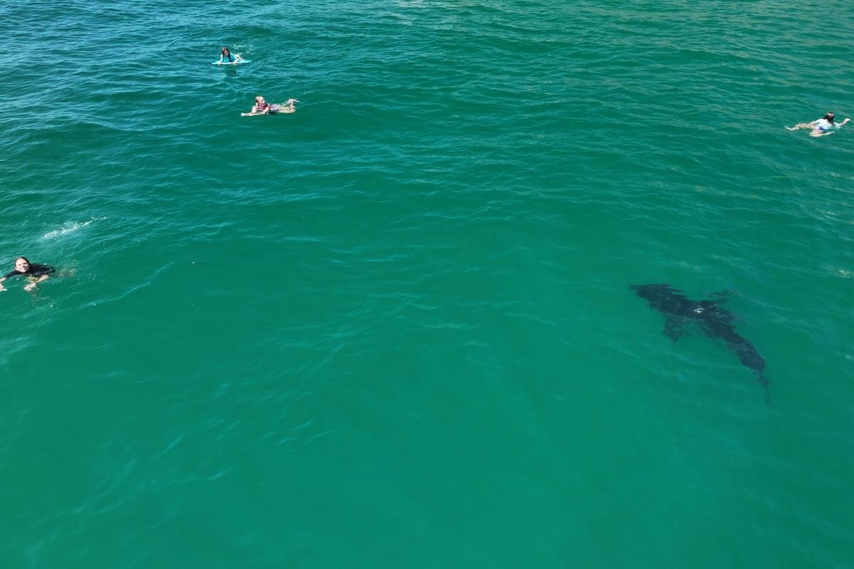 Read more about the article 10-foot great white shark stalks children in SoCal
