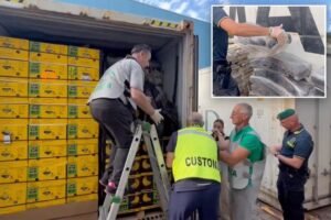 Read more about the article $290M cocaine haul found âskillfully concealedâ in massive banana shipment