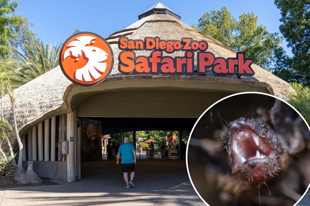 Read more about the article Bat with rabies found near San Diego zoo’s restaurant sparks ‘extremely serious’ urgent warning