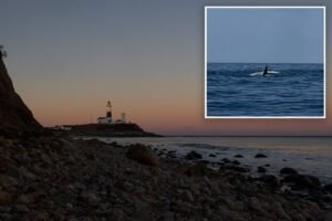 Read more about the article Killer whale spotted off Montauk coast in what could be first LI sighting in decades