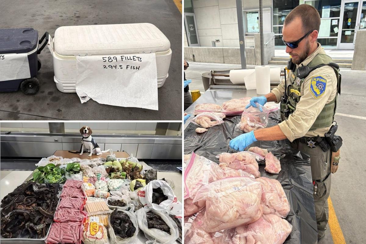 You are currently viewing Cops make wild discovery inside LAX suitcase coming from Thailand