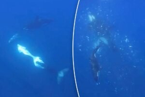 Read more about the article Orcas smash 4,000-pound fish to bits in never-before-seen killer behavior captured on camera