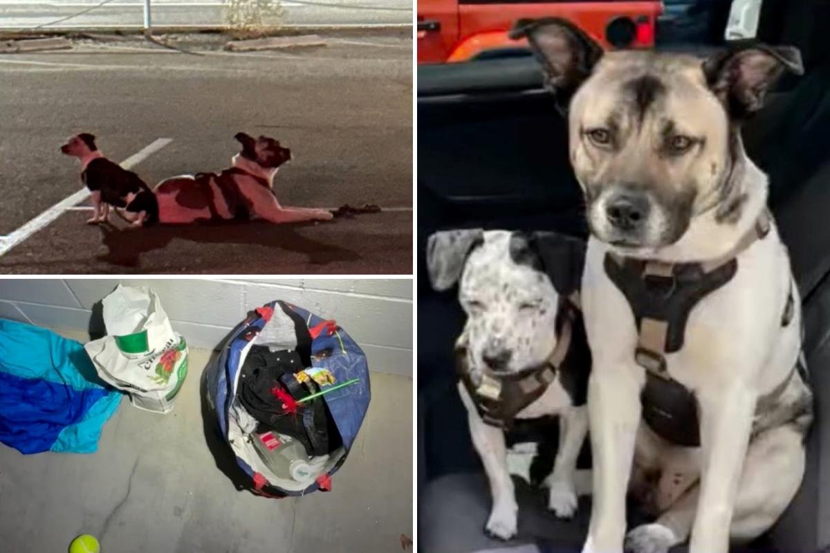 You are currently viewing Dogs found alone at LA beach spark mysterious âabductionâ theory