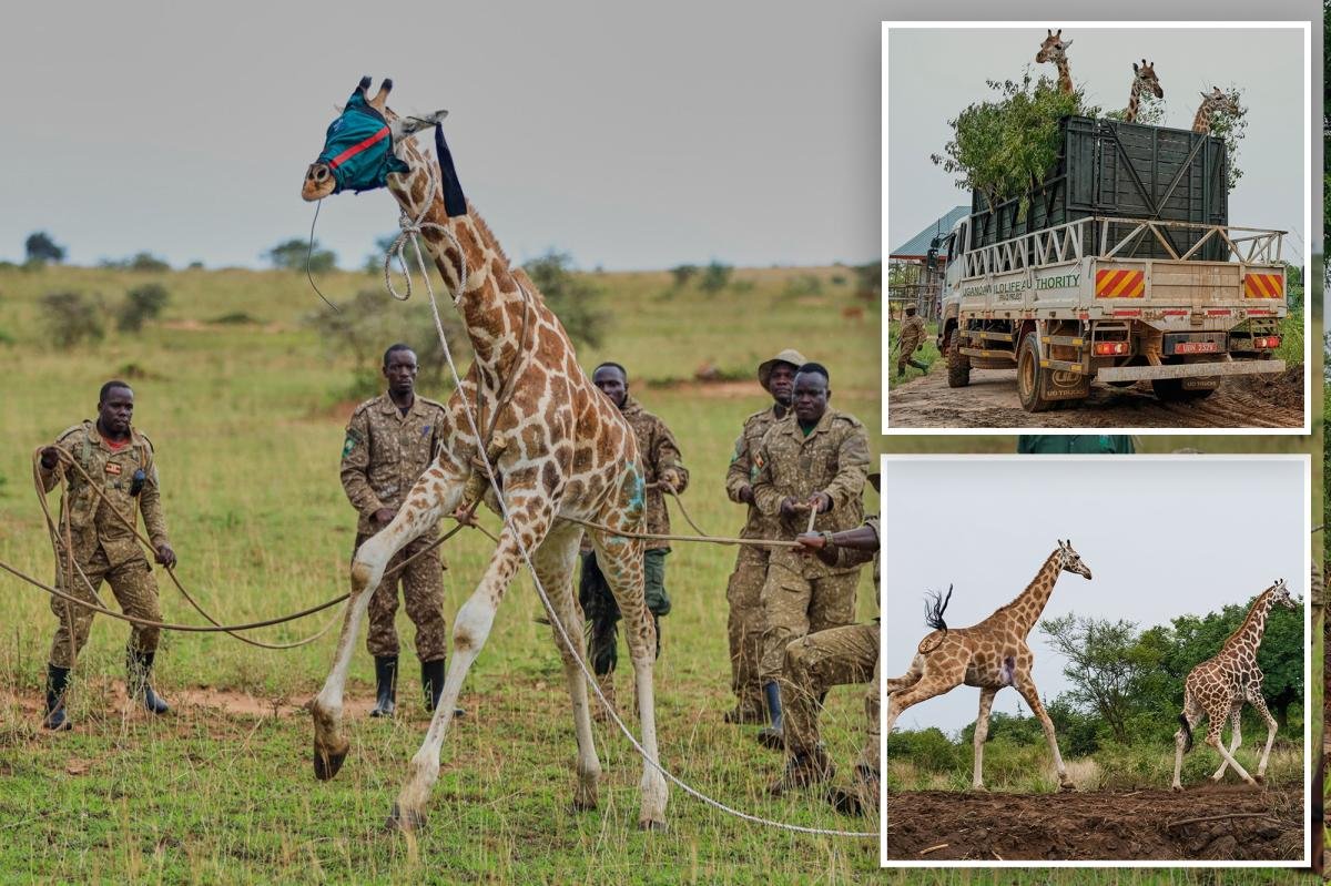 Read more about the article Giraffes get a new home in Uganda to escape oil drilling
