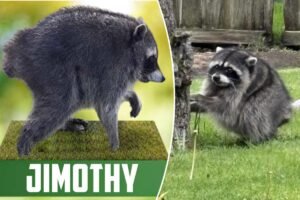 Read more about the article ‘Jimothy Summer’ is heating up as misfit raccoon gets his own official bobblehead: ‘Pop culture icon’