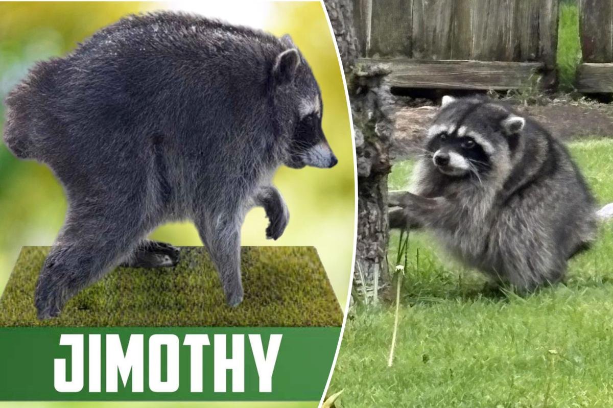 Read more about the article ‘Jimothy Summer’ is heating up as misfit raccoon gets his own official bobblehead: ‘Pop culture icon’
