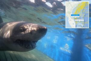 Read more about the article 1,400-pound great white shark stuns scientists with new ping off Florida coast