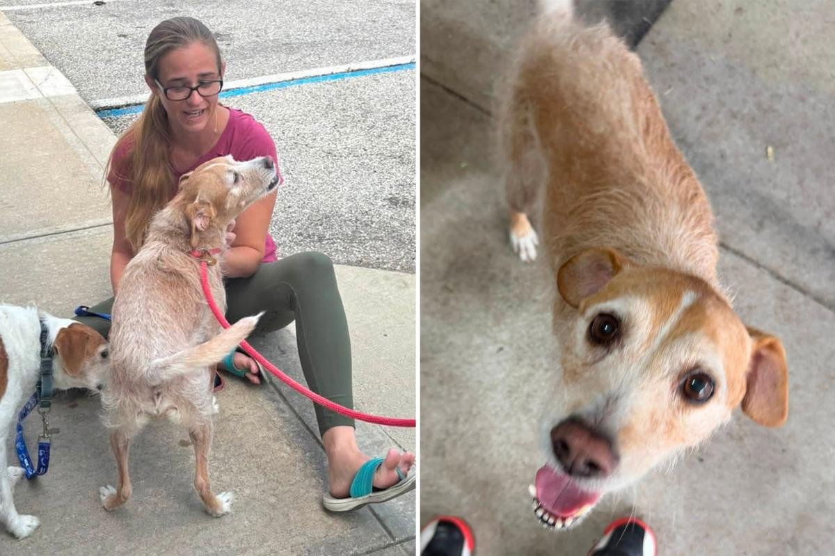 You are currently viewing Missing dog reunited with owner after 5 years, found more than 600 miles away