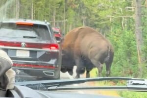 Read more about the article Terrifying moment massive bison rams car in Yellowstone National Park