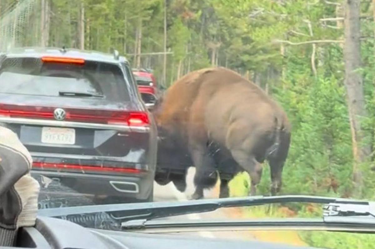 You are currently viewing Terrifying moment massive bison rams car in Yellowstone National Park