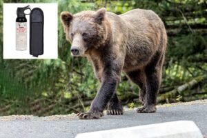 Read more about the article Elderly woman unleashes drive-by bear spray attack in Trader’s Joe’s parking lot