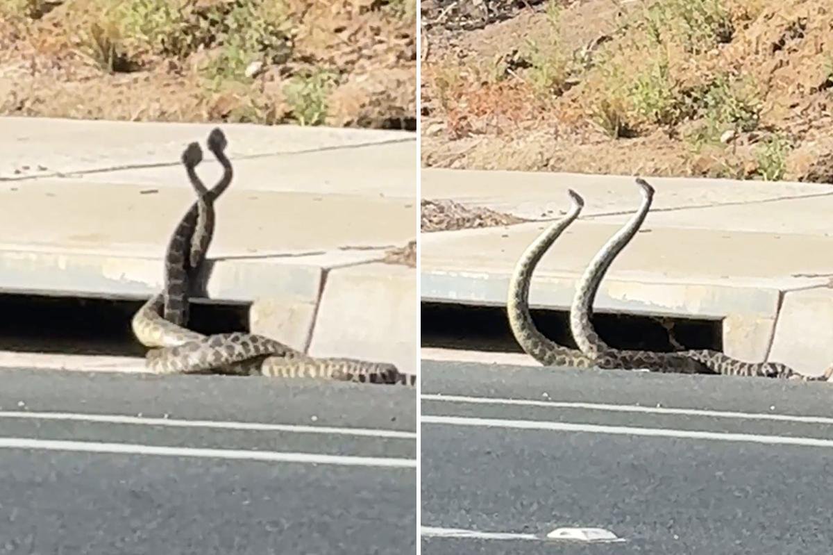 You are currently viewing Giant rattlesnakes lock in wild dance on California street as bite cases climb
