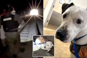 Read more about the article Terrified pup survives 2 days in pitch-black California tunnel before dramatic rescue