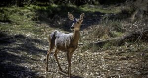 Read more about the article Contributor: America’s wildlife refuges may no longer protect the animals
