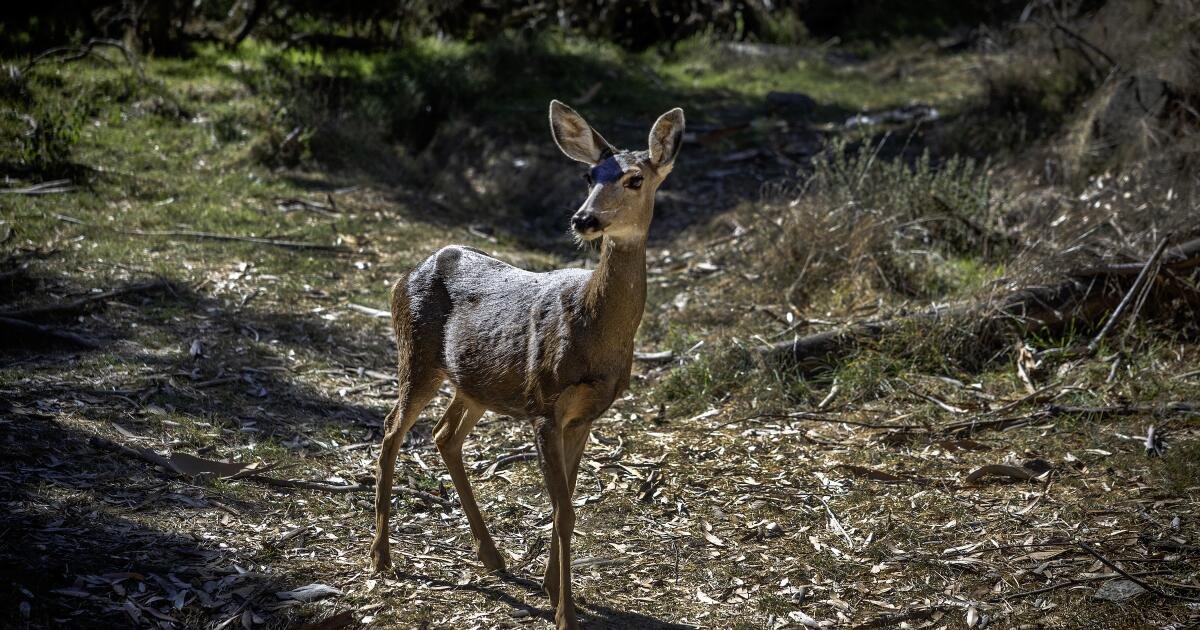 You are currently viewing Contributor: America’s wildlife refuges may no longer protect the animals
