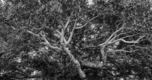 Read more about the article 10 beloved trees in Los Angeles