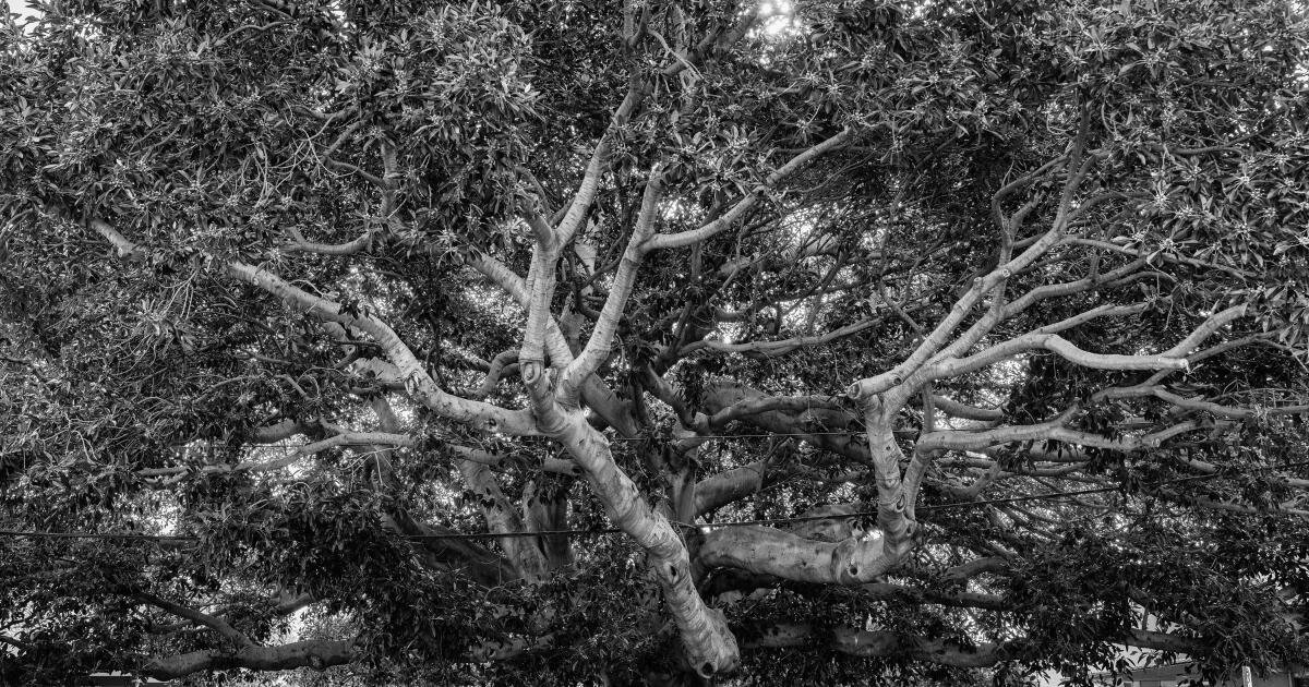 You are currently viewing 10 beloved trees in Los Angeles
