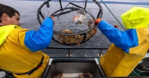 Read more about the article Record-breaking El Niño could gut California’s crab and salmon fleets