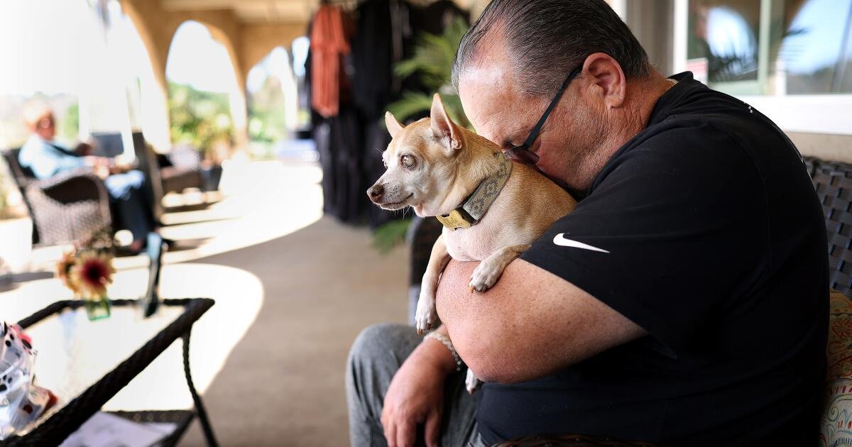 You are currently viewing The joy and heartbreak of adopting a senior dog