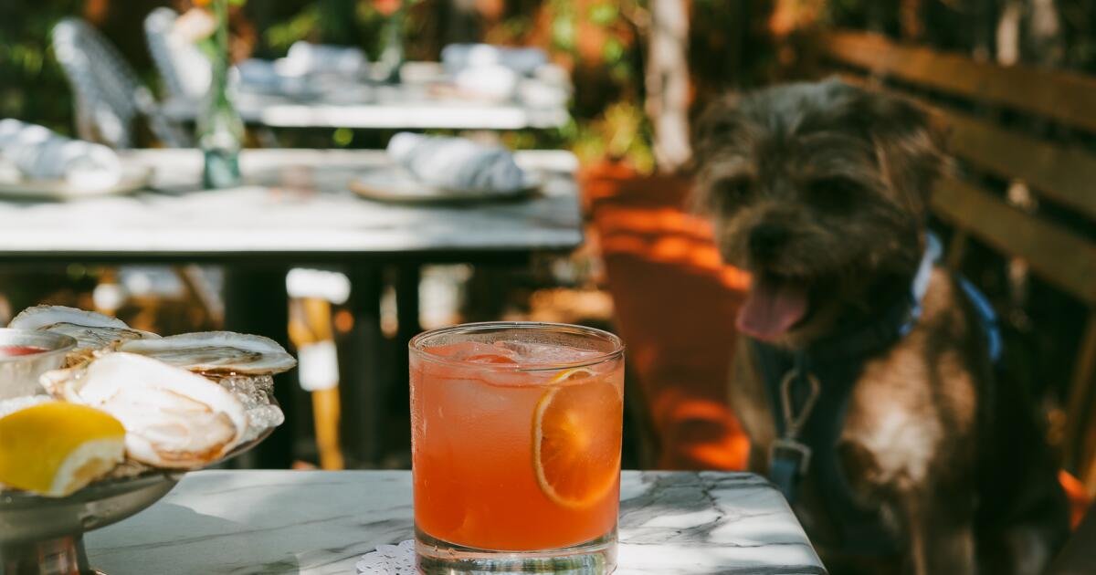 You are currently viewing The best dog-friendly patios to visit in Los Angeles