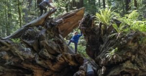 Read more about the article A guide to Humboldt County, home of the world’s tallest trees