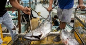 Read more about the article The U.S. has killed at least 13 Mexicans in strikes on fishing boats