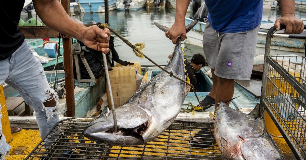 Read more about the article The U.S. has killed at least 13 Mexicans in strikes on fishing boats