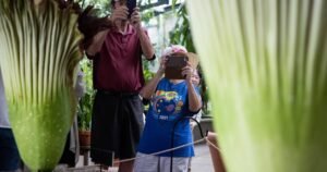 Read more about the article Rare, stinky double corpse flower bloom draws people to the Huntington