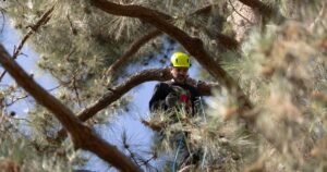 Read more about the article Activists climb 100-foot pine in protest over Pasadena tree cuts