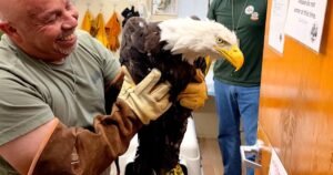 Read more about the article Still in critical condition, Big Bear eagle Jackie receive’s life-saving blood transfusion