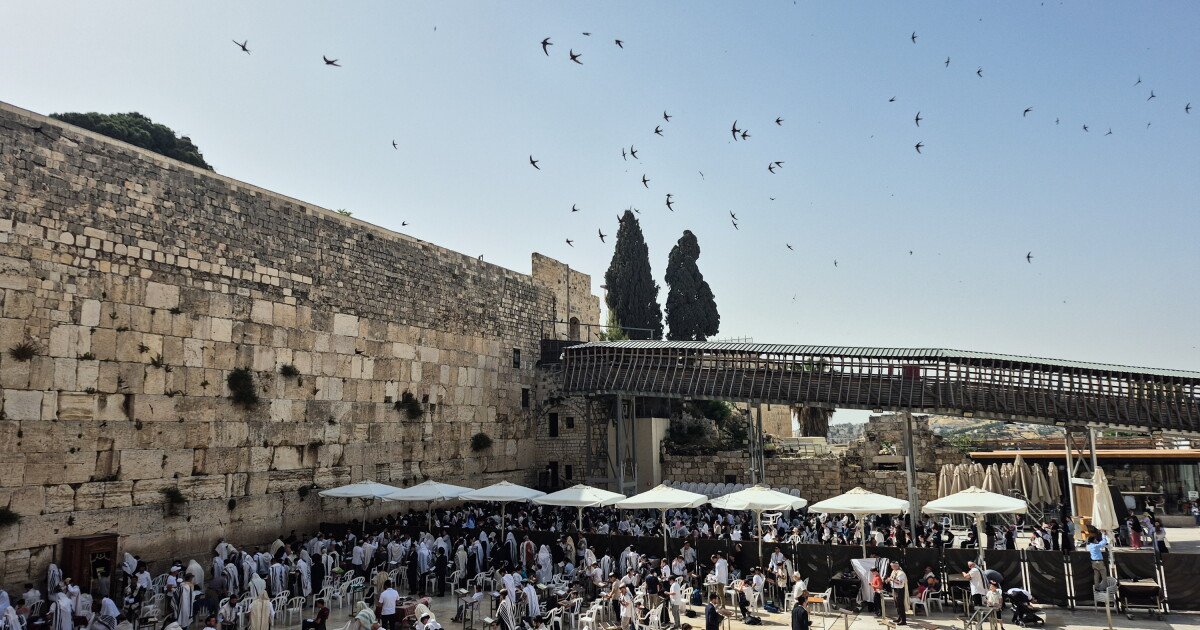 Read more about the article An Israeli paraglider tries to save migrating swifts that nest in the Western Wall