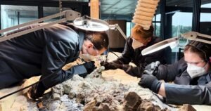 Read more about the article 2,000 volunteers join a painstaking effort to restore massive skeleton of prehistoric predator