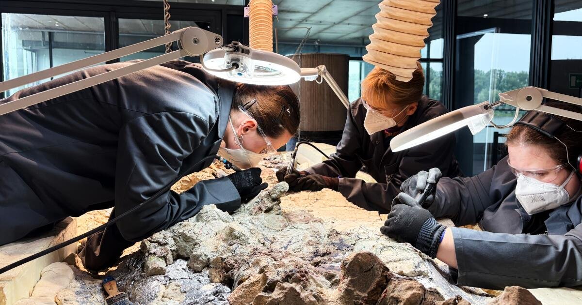 You are currently viewing 2,000 volunteers join a painstaking effort to restore massive skeleton of prehistoric predator