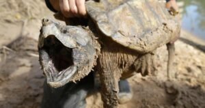 Read more about the article U.S. cancels protections for imperiled animals as critics warn of extinctions