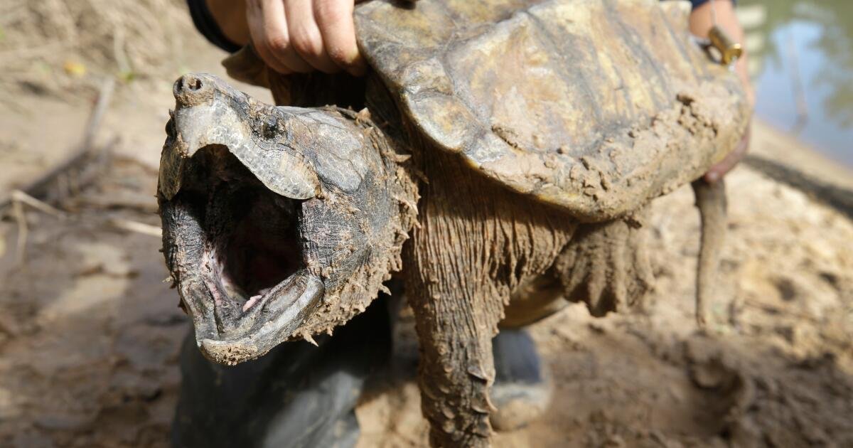 Read more about the article U.S. cancels protections for imperiled animals as critics warn of extinctions