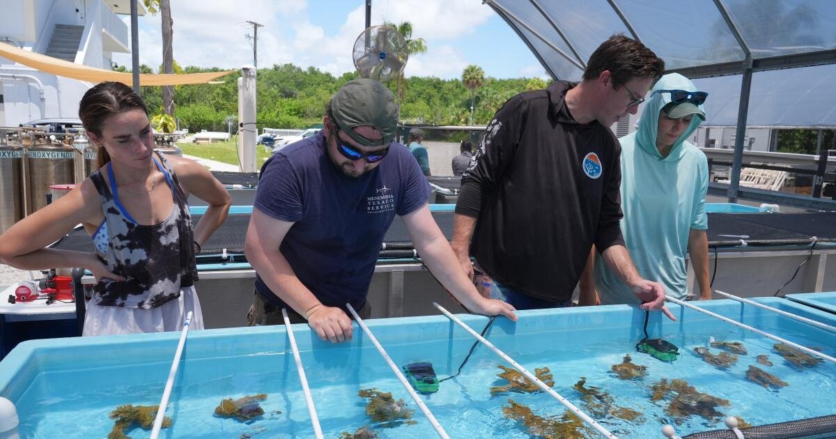 You are currently viewing Florida researchers bring endangered elkhorn coral pieces ashore to protect them