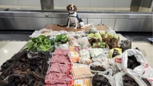 Read more about the article CBP dog finds 100 lbs of meat and wildlife products from Thailand