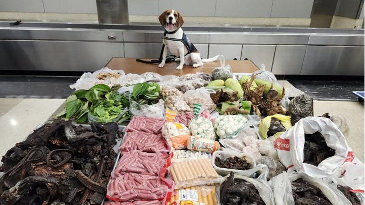 You are currently viewing CBP dog finds 100 lbs of meat and wildlife products from Thailand