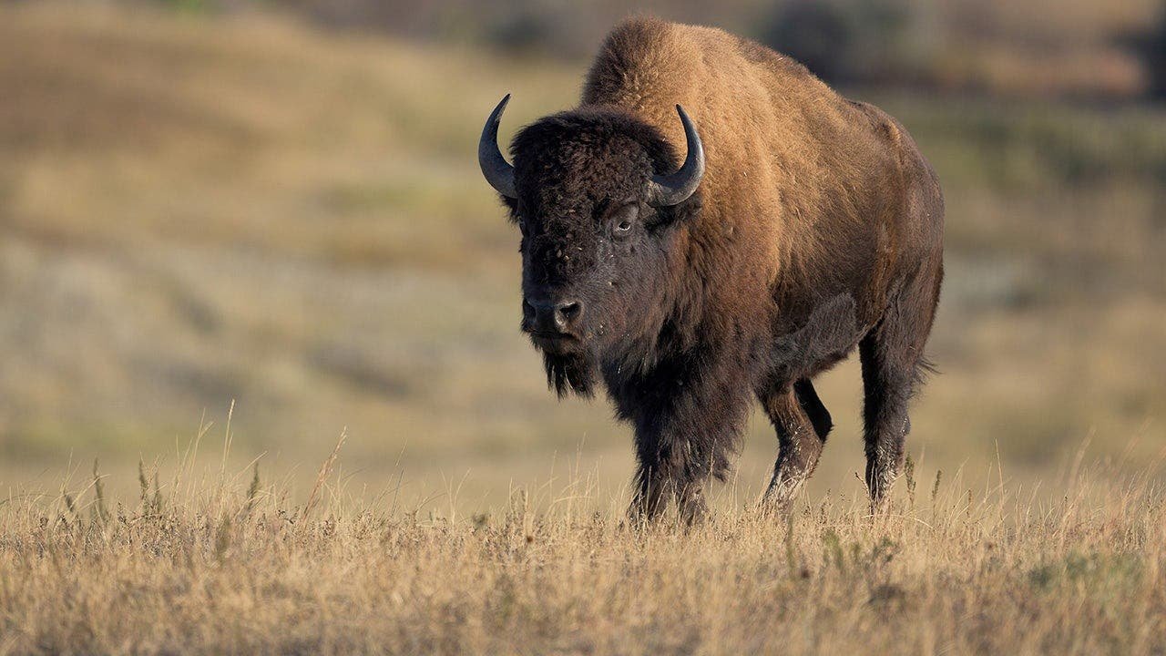 You are currently viewing Viral video shows massive bison popping tourist vehicle’s tire in Yellowstone National Park