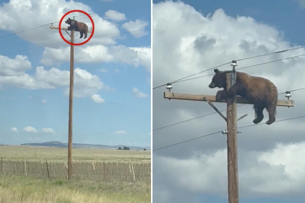 You are currently viewing Head-scratching video shows hulking bear perched atop utility pole
