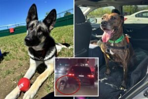 Read more about the article Two dogs dragged by heartless owner behind car on NYC street have recovered, are ready for new homes