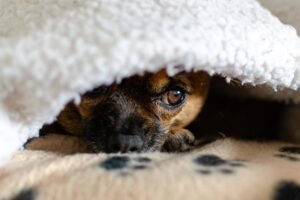 Read more about the article NJ teen proposes new law after his Chihuahua killed by savage pit bull